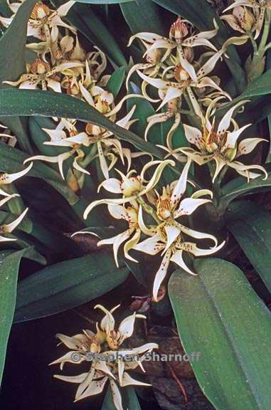 encyclia fragrans graphic